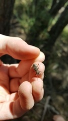 Neocicindela tuberculata