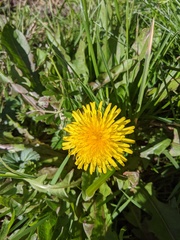 Taraxacum officinale