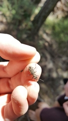 Neocicindela tuberculata