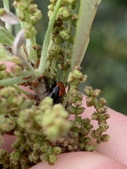 Neocapsus