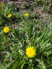 Taraxacum officinale