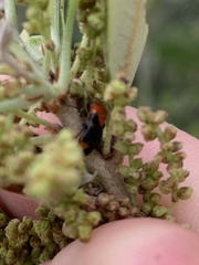Neocapsus