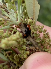 Neocapsus