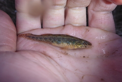 Etheostoma exile