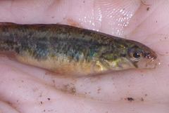 Etheostoma exile