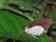 Ceratrichia nothus nothus