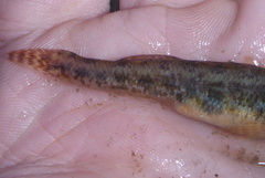Etheostoma exile