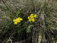 Lomatium triternatum