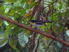 Atlapetes albinucha