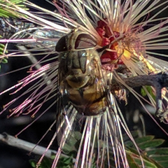 Copestylum isabellina