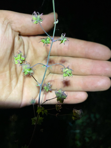 iNaturalist observation photo of Fendler's Meadow-rue