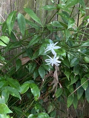 Jasminum nitidum
