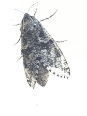 Prionoxystus robiniae