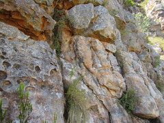 Cliffortia propinqua