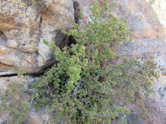 Cliffortia propinqua
