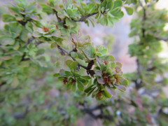 Cliffortia propinqua