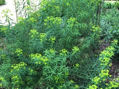 Euphorbia ceratocarpa