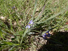 Sisyrinchium pruinosum