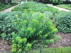 Euphorbia ceratocarpa