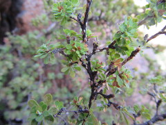 Cliffortia propinqua