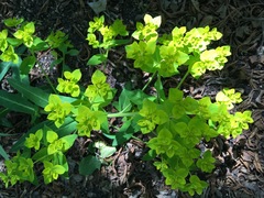 Euphorbia ceratocarpa