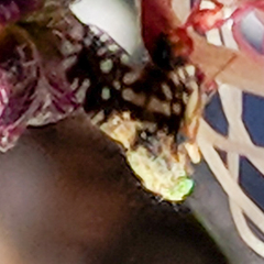 Euaresta bellula