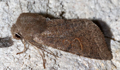 Orthosia annulimacula