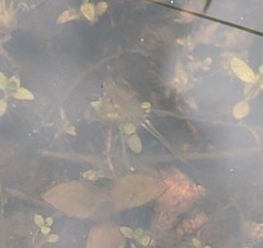 Branchinecta sandiegonensis