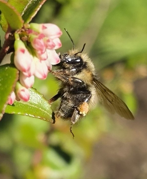 Yellow-fronted Bumble Bee in April 2026 by fernspores · iNaturalist