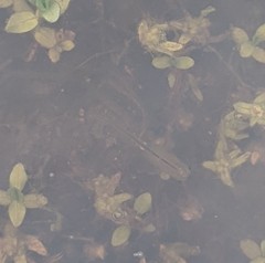 Branchinecta sandiegonensis