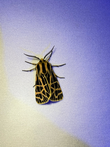 iNaturalist observation photo of Ornate Tiger Moth