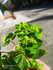 Euphorbia pterococca