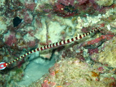 Dunckerocampus dactyliophorus