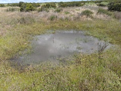 Branchinecta sandiegonensis