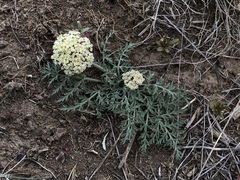 Lomatium nevadense