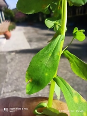 Euphorbia pterococca