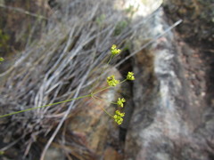 Chamarea gracillima