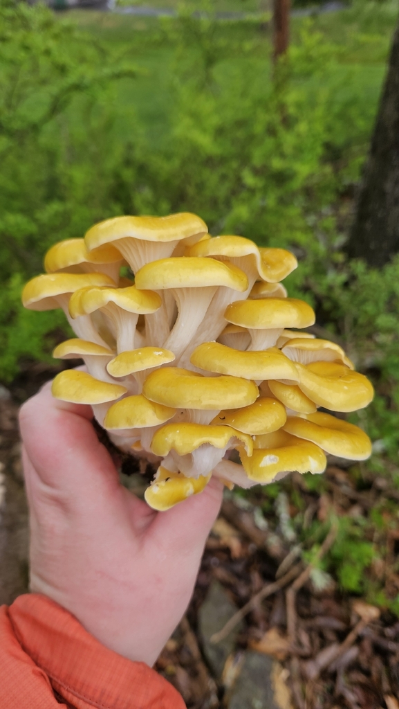 Pleurotus citrinopileatus · April 2026 · photo: © rust_bucket (iNaturalist, cc-by)