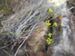 Chamarea gracillima