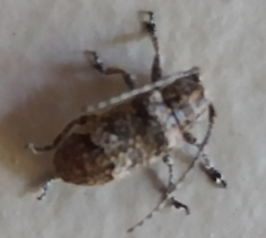 Prosoplus bankii
