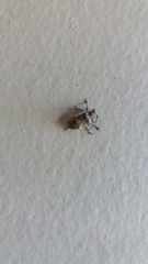 Prosoplus bankii