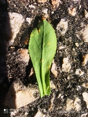 Euphorbia pterococca
