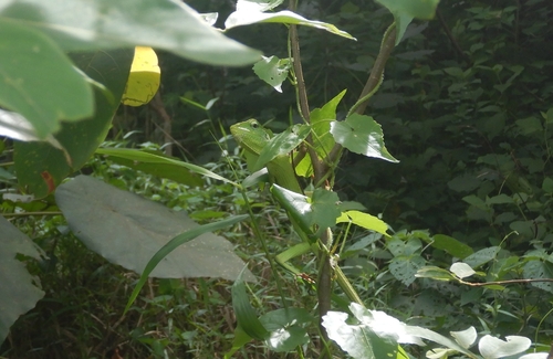 Bronchocela jubata