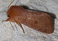 Orthosia annulimacula