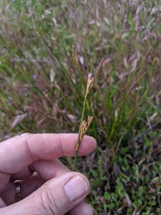 Juncus dubius