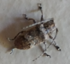 Prosoplus bankii