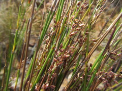 Cannomois spicata