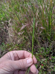 Juncus dubius
