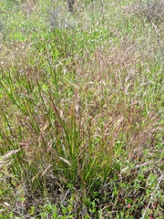 Juncus dubius
