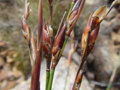 Cannomois spicata